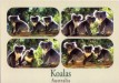 Koalas post card