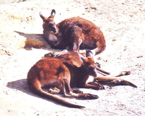 Red kangaroo free picture