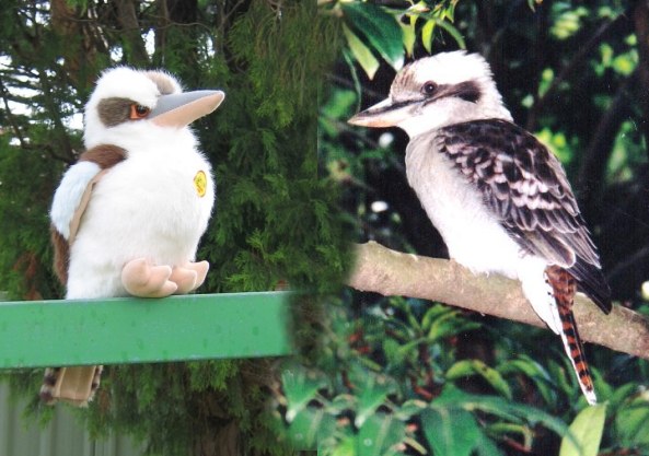 Laughing kookaburras - toy and real bird