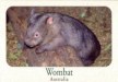 Wombat postcard