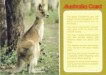 Kangaroo post card