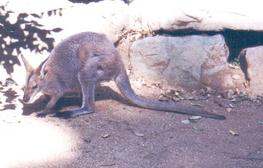 Free picture of a red kangaroo female - blue flyer