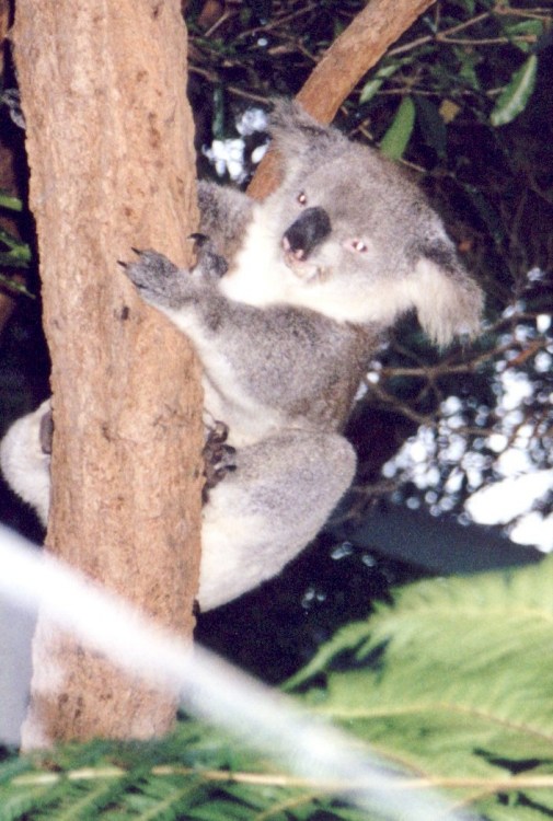 koala picture - koala after sunset