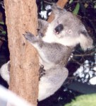 koala picture 3
