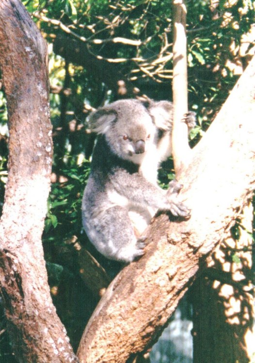 picture of young koala bear