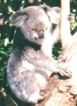 koala picture 1