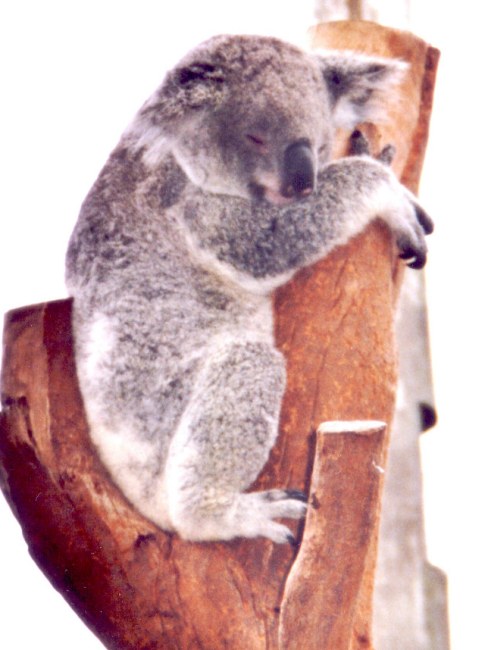 koala picture - sleeping koala
