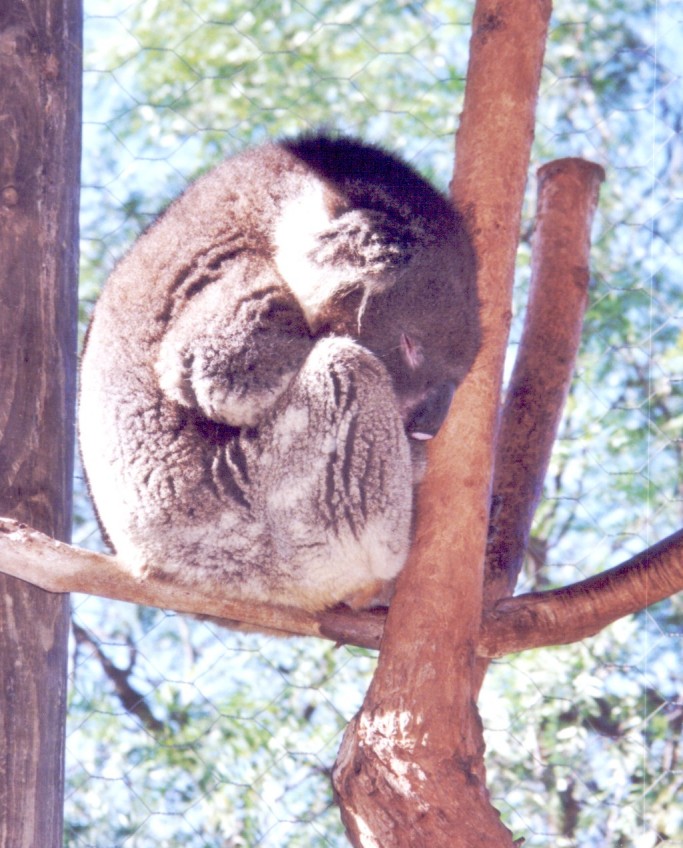 koala picture - sleeping koala