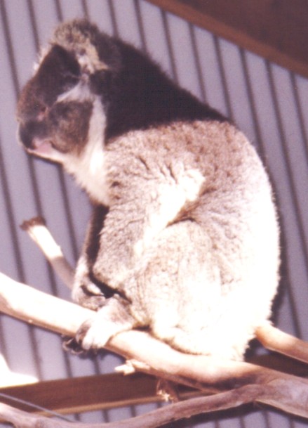 Free koala pictures - just wake up