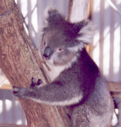Free koala pictures - cute koala