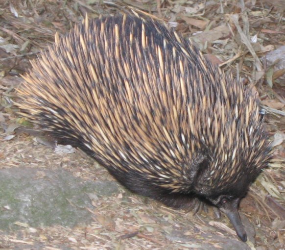 picture of young echidna