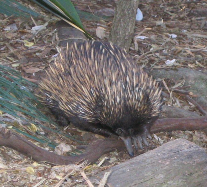picture of young echidna