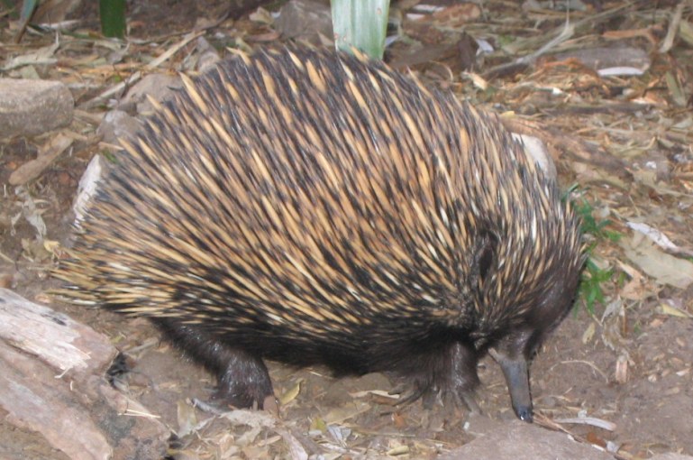 picture of echidna