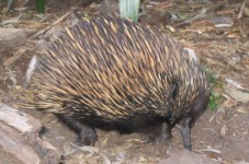 Echidna pictures