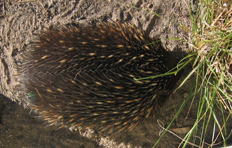 Free pictures of echidna