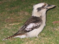 Kookaburra picture 12 (76Kb)