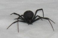 picture of red back spider