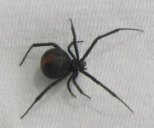 picture of redback spider
