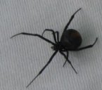 picture of redback spider