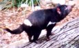 Tasmanian devil facts and pictures