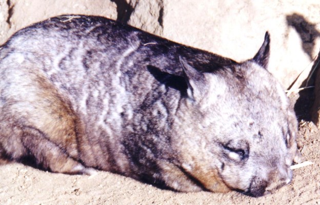 wombat picture 4