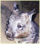 Hairy nosed wombat picture